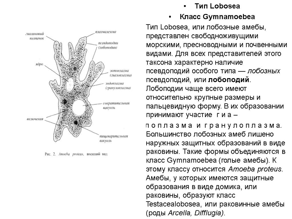 Тип Lobosea Класс Gymnamoebea Тип Lobosea, или лобозные амебы, представлен свободноживущими морскими, пресноводными и